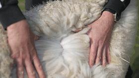 澳洲进口羊绒被子,进口高档正宗羊绒被