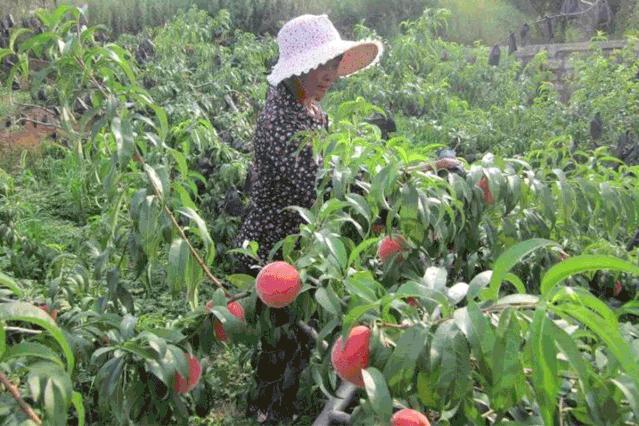 甜度远超桃子,打破吉尼斯纪录最甜的桃子