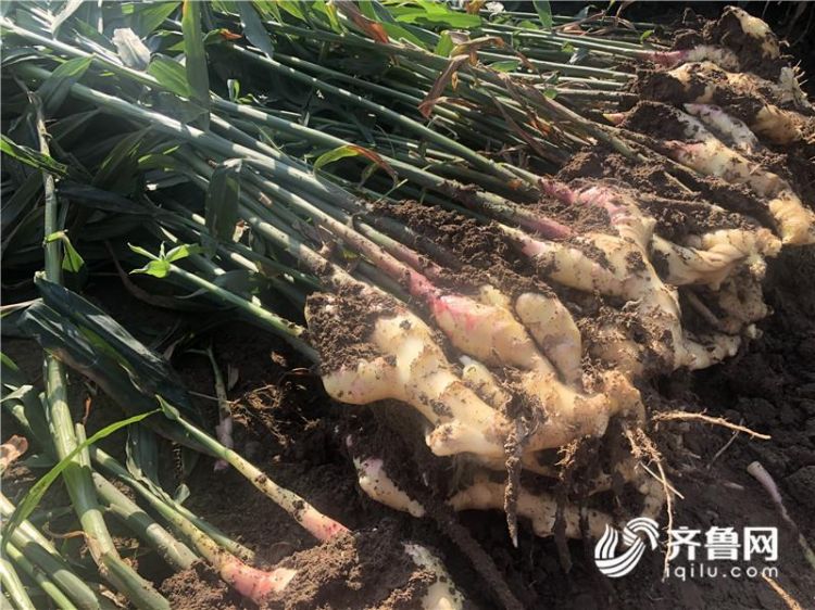 潍坊农业转型升级,潍坊农业农村规划