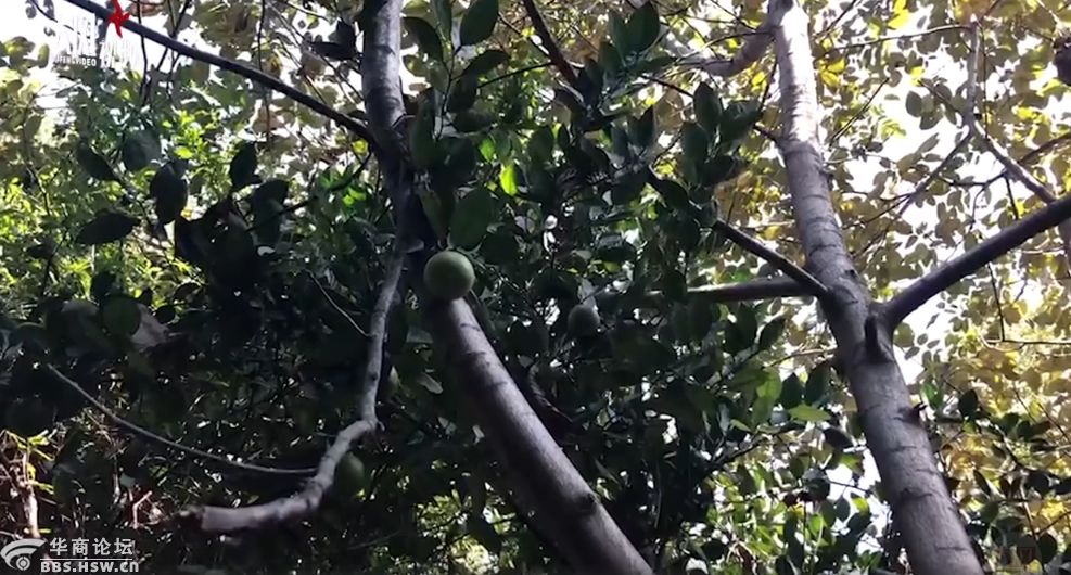 最陕西|愤怒！4岁孩子在看护点被殴打，一看监控，几十个孩子都被打了