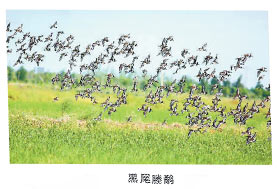 宁波野生鸟类摄影,宁波市生态环境