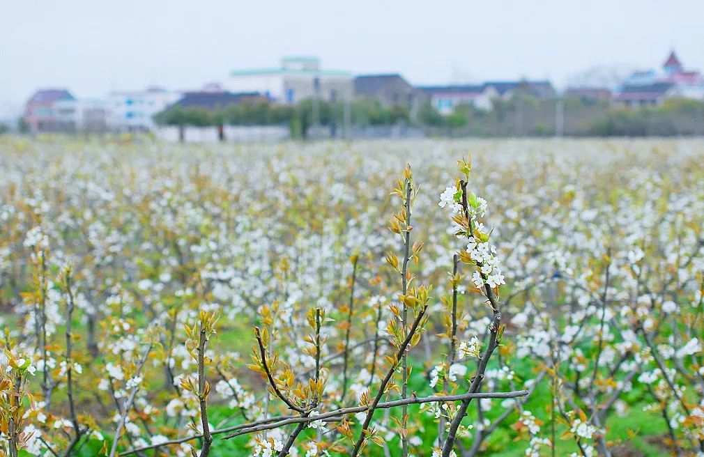 盘点能唤起乡愁的田园,能唤起乡愁的田园你还没去过