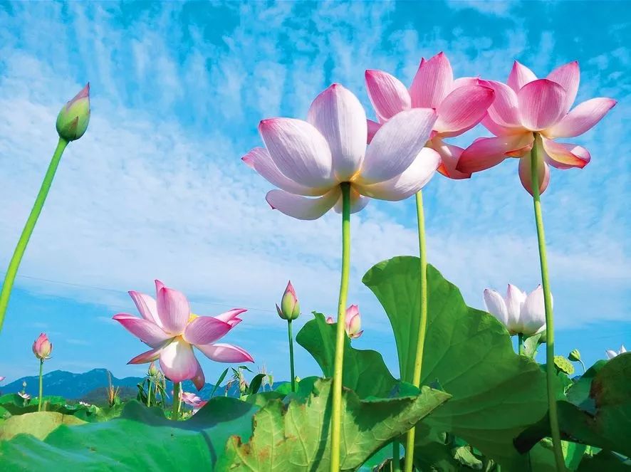 盘点能唤起乡愁的田园,能唤起乡愁的田园你还没去过