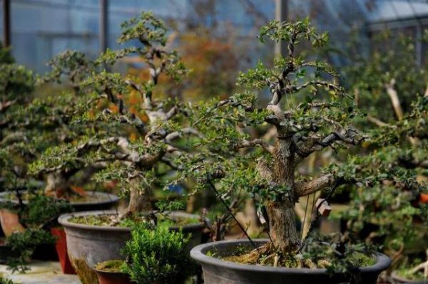 新华日报点赞沭阳,新华日报聚焦