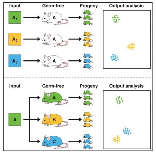 10月，33篇必读微生物研究：癌症、微生物药物、脑肠轴、皮肤-肠道轴、共生病毒、阴道微生物、菌群免疫互作、肠道黏液、粪菌移植