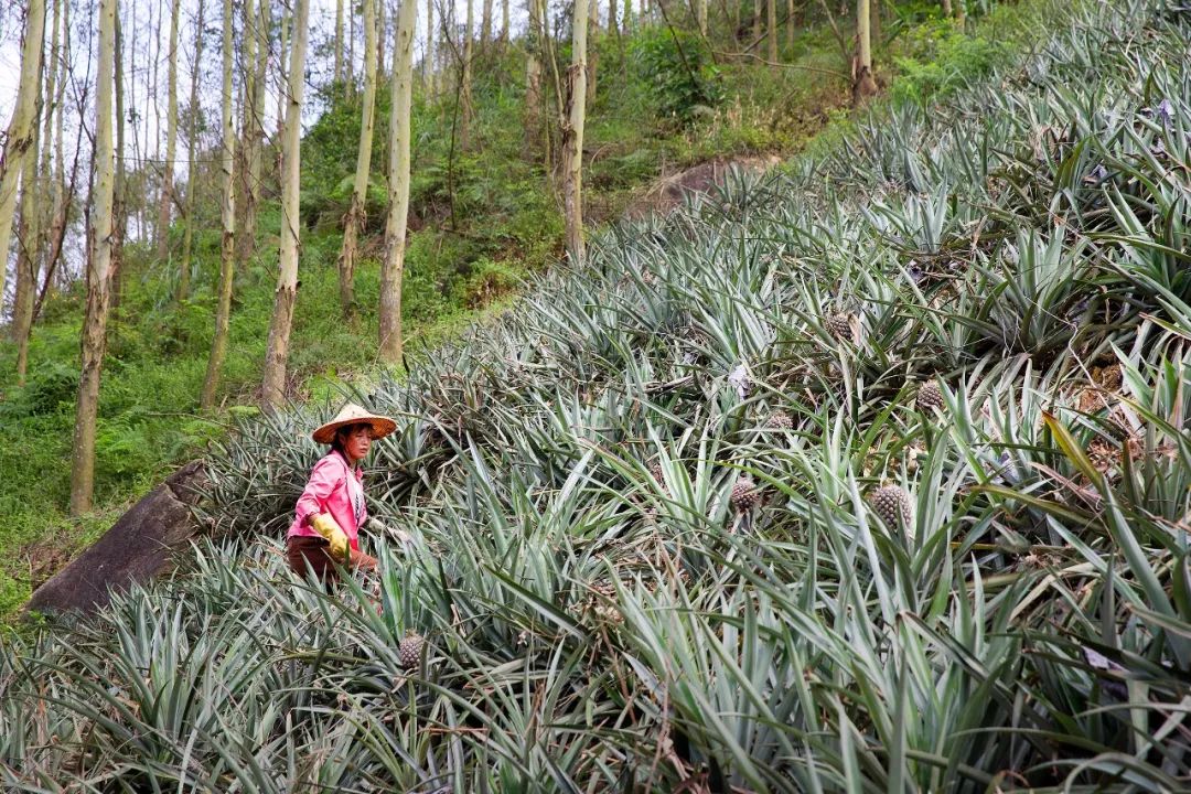 福建漳州穷吗,福建漳州为什么出名
