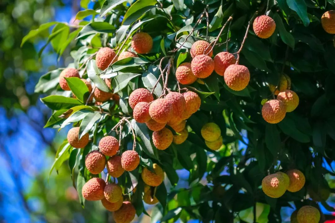 福建漳州穷吗,福建漳州为什么出名