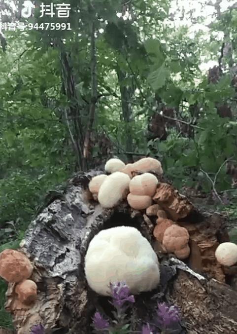 一个真实的黑龙江该是什么样,一个真实的故事黑龙江