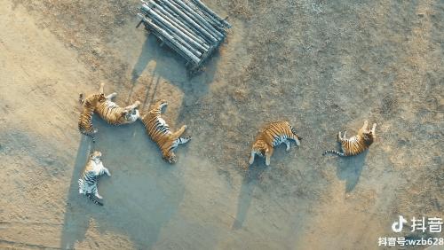 一个真实的黑龙江该是什么样,一个真实的故事黑龙江