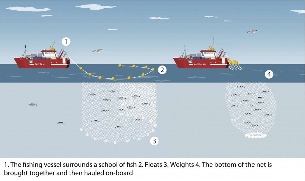 金枪鱼杀鱼的正确方法最快,金枪鱼怎么捕杀的