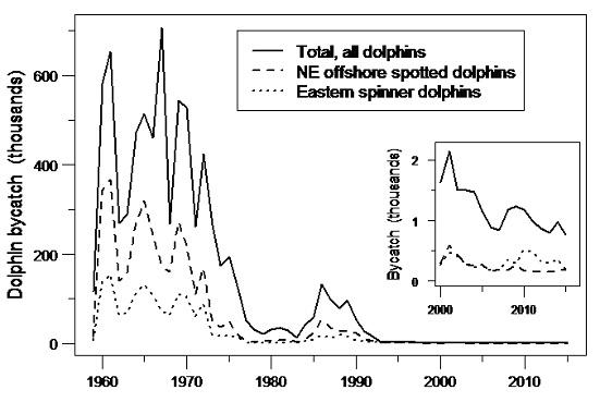 金枪鱼杀鱼的正确方法最快,金枪鱼怎么捕杀的