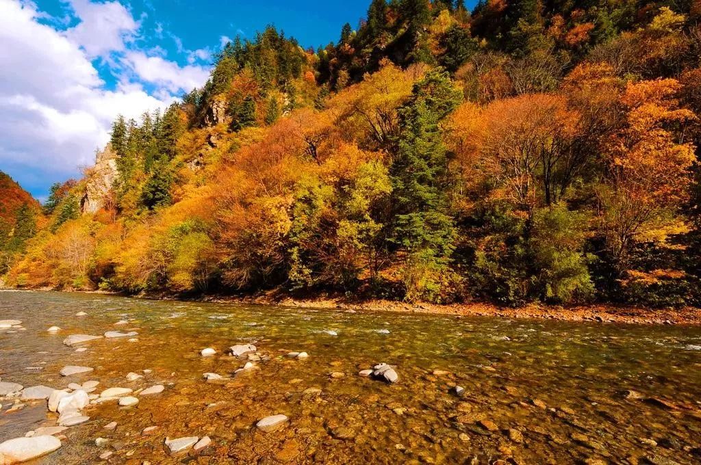 最美川西看彩林推荐地,美哭了这才是虹口秋天最美的地方