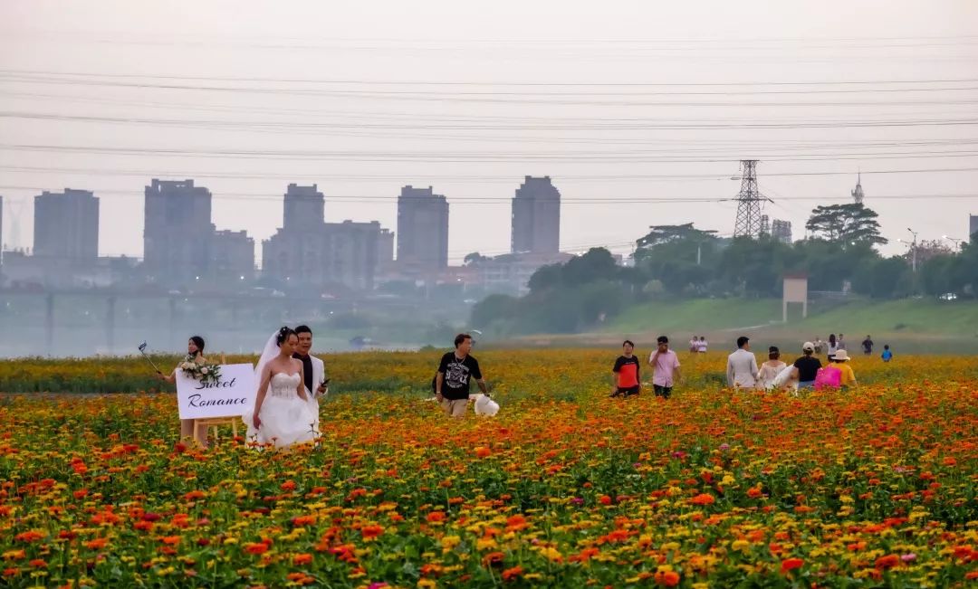 满城尽带黄金甲！在佛山，就能感受秋日童话的浪漫