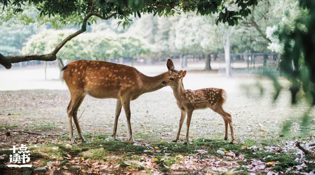学会非暴力沟通的四个要素,非暴力沟通能让人变得开朗吗