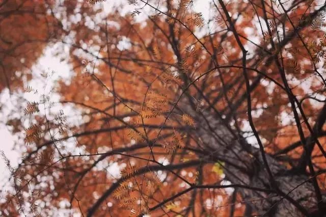 上海必打卡秋季美景,上海的秋季美景