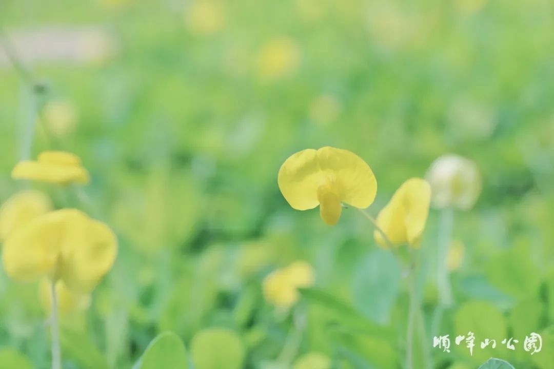 满城尽带黄金甲！在佛山，就能感受秋日童话的浪漫