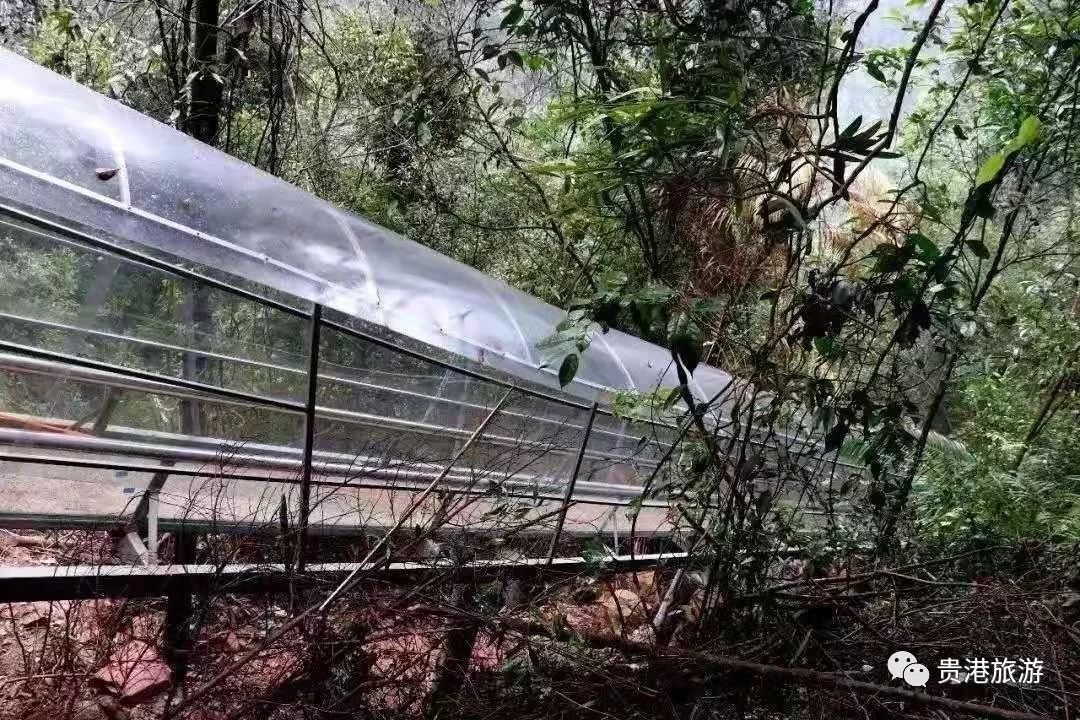 推荐|七彩天梯、野生猕猴、汽车露营……贵港龙潭国家森林公园与你不见不散