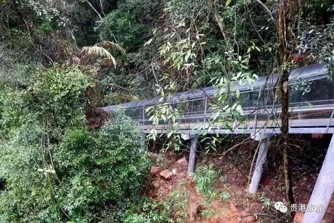 推荐|七彩天梯、野生猕猴、汽车露营……贵港龙潭国家森林公园与你不见不散