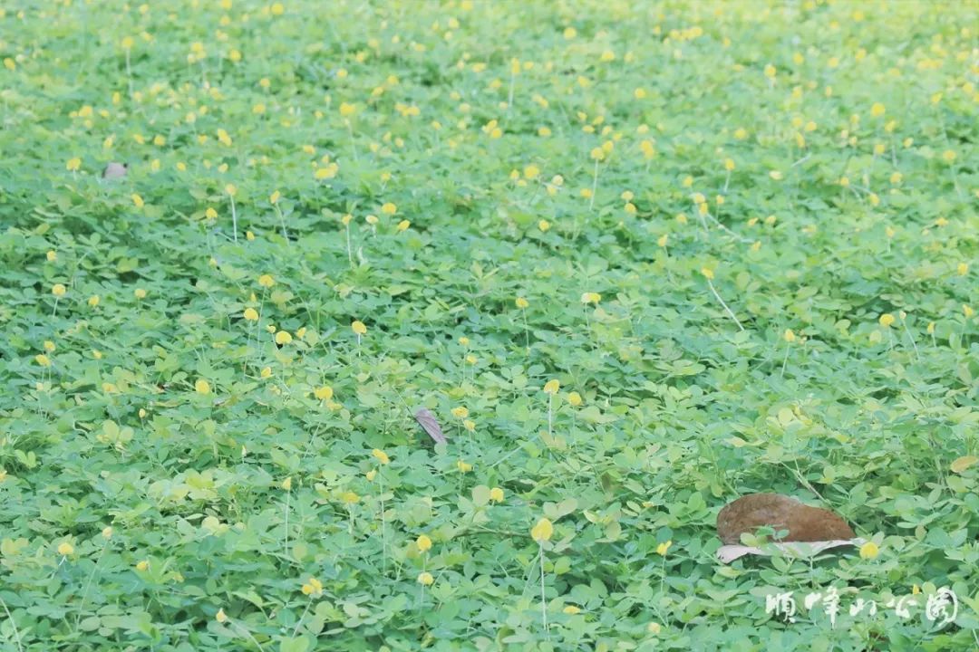满城尽带黄金甲！在佛山，就能感受秋日童话的浪漫
