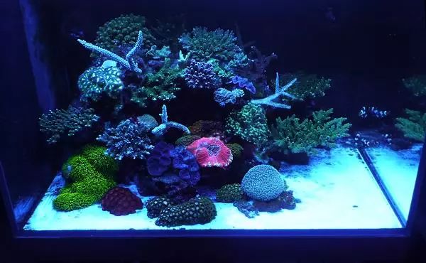 这是人家十年前的缸？我这些年瞎玩了……