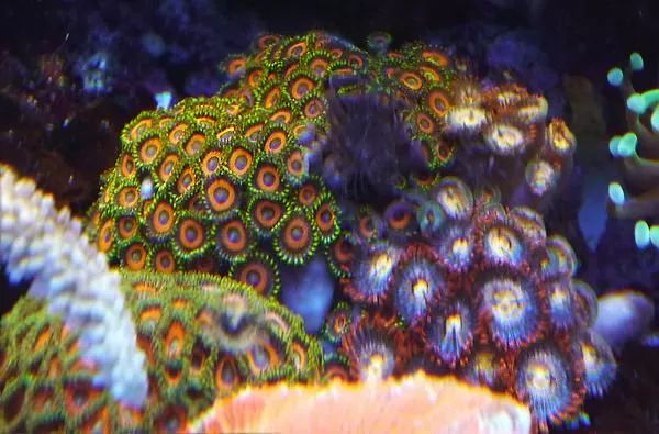 这是人家十年前的缸？我这些年瞎玩了……