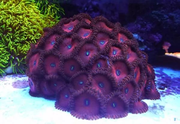 这是人家十年前的缸？我这些年瞎玩了……