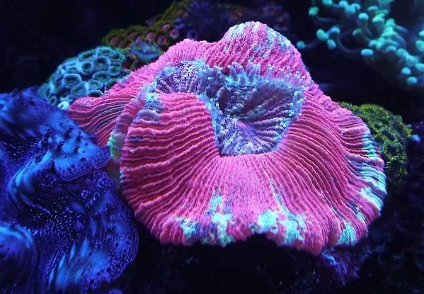 这是人家十年前的缸？我这些年瞎玩了……