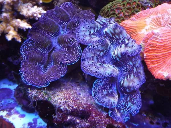 这是人家十年前的缸？我这些年瞎玩了……