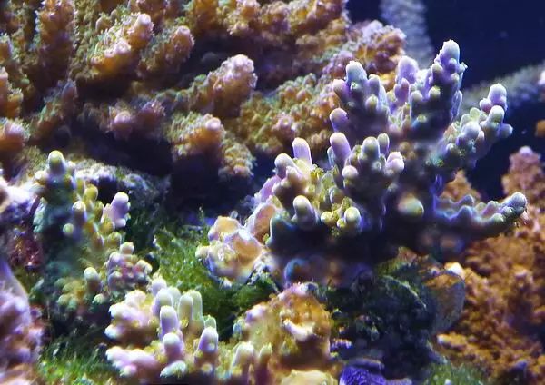 这是人家十年前的缸？我这些年瞎玩了……