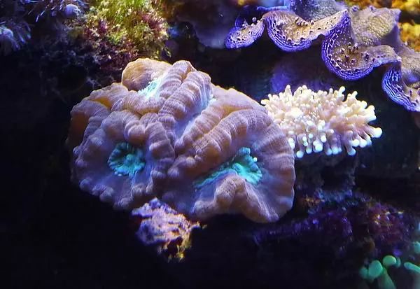 这是人家十年前的缸？我这些年瞎玩了……