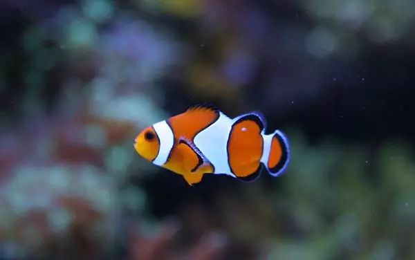 这是人家十年前的缸？我这些年瞎玩了……