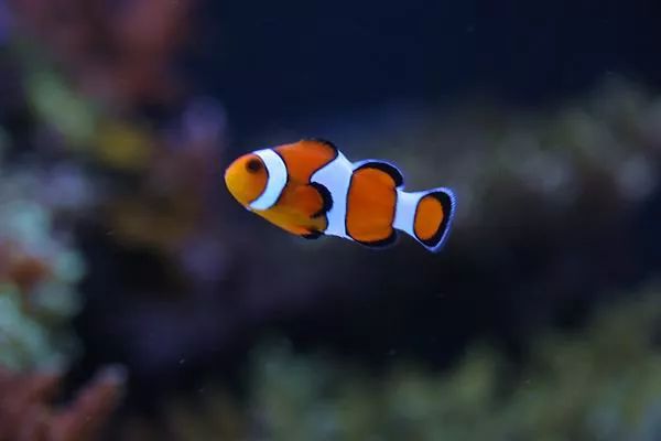 这是人家十年前的缸？我这些年瞎玩了……