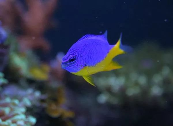 这是人家十年前的缸？我这些年瞎玩了……