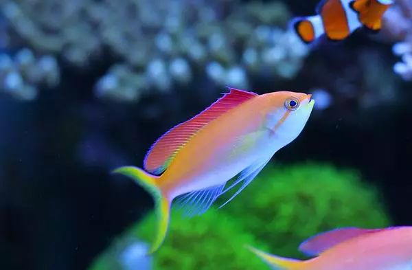 这是人家十年前的缸？我这些年瞎玩了……