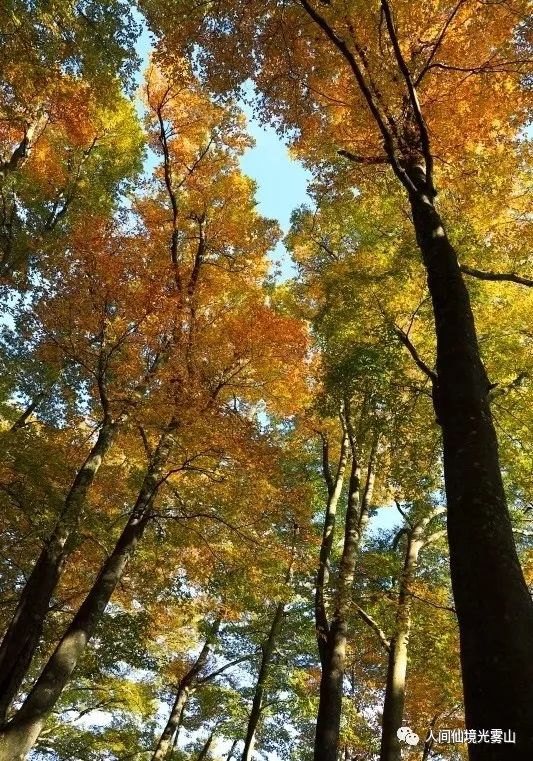 最美川西看彩林推荐地,美哭了这才是虹口秋天最美的地方