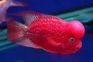 短身罗汉鱼的优缺点,罗汉鱼最佳分析