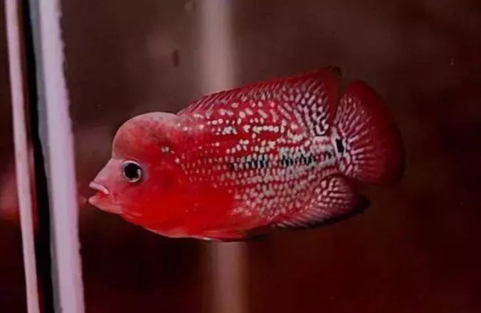 短身罗汉鱼的优缺点,罗汉鱼最佳分析