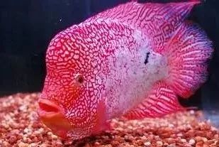 短身罗汉鱼的优缺点,罗汉鱼最佳分析