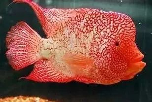 短身罗汉鱼的优缺点,罗汉鱼最佳分析