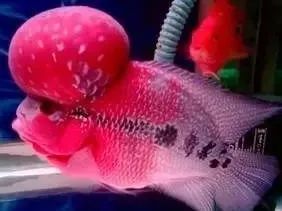 短身罗汉鱼的优缺点,罗汉鱼最佳分析