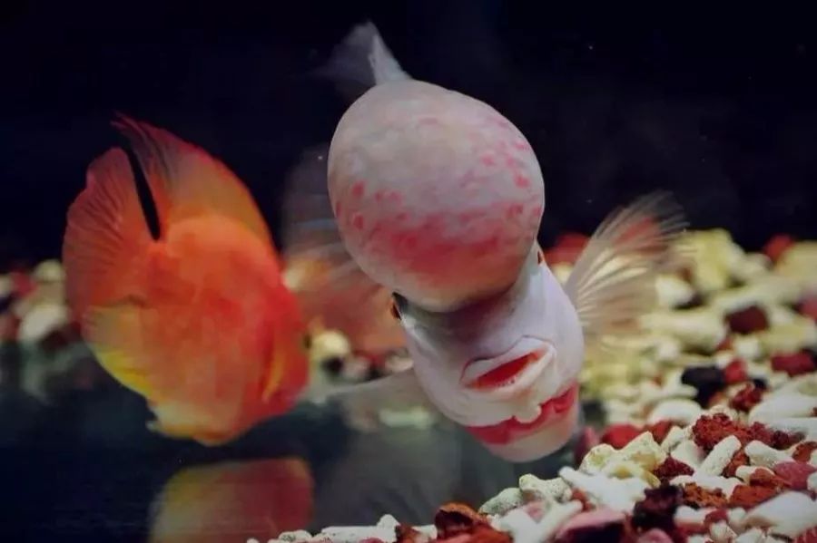 短身罗汉鱼的优缺点,罗汉鱼最佳分析