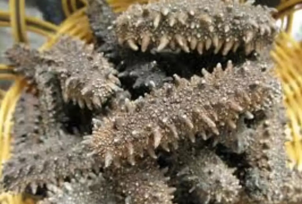 加拿大超市华人抢购,加拿大海参产品