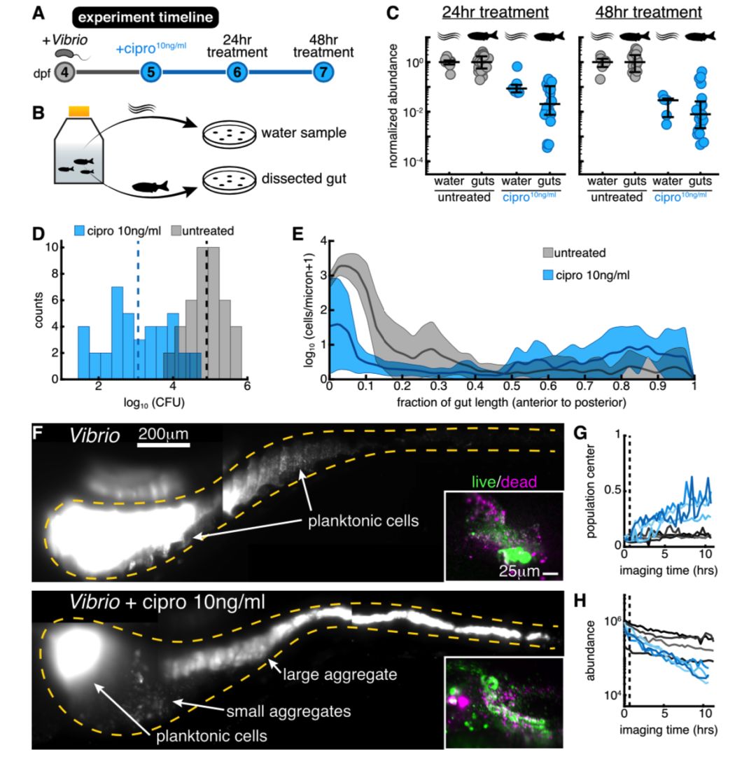 10月，33篇必读微生物研究：癌症、微生物药物、脑肠轴、皮肤-肠道轴、共生病毒、阴道微生物、菌群免疫互作、肠道黏液、粪菌移植