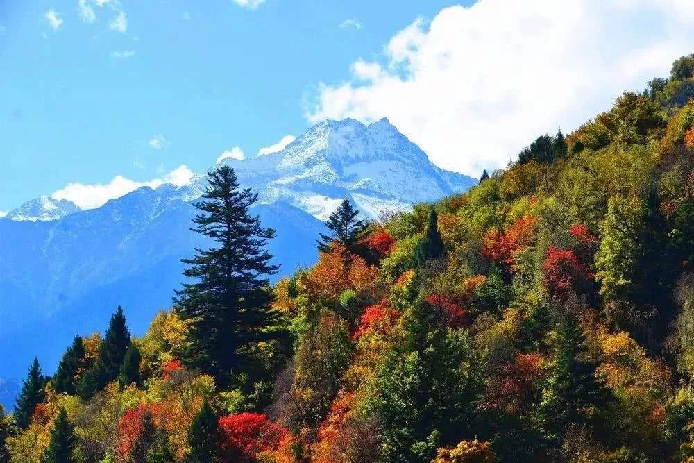 最美川西看彩林推荐地,美哭了这才是虹口秋天最美的地方