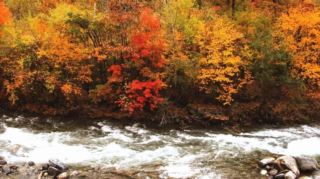 最美川西看彩林推荐地,美哭了这才是虹口秋天最美的地方