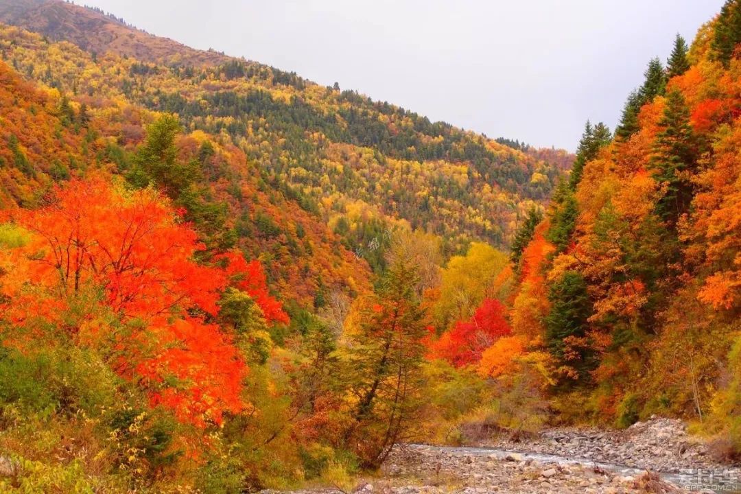 最美川西看彩林推荐地,美哭了这才是虹口秋天最美的地方