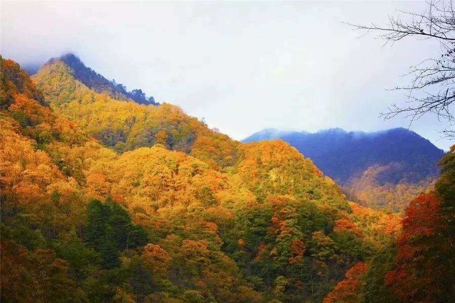最美川西看彩林推荐地,美哭了这才是虹口秋天最美的地方