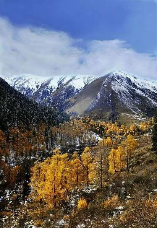 最美川西看彩林推荐地,美哭了这才是虹口秋天最美的地方