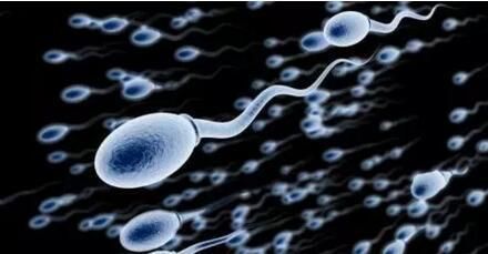 精子形态学报告第四代,精子全套报告