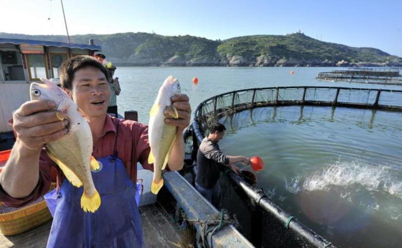 东海大黄鱼20年不成渔讯，但黄鱼现在住深海“别墅”跟挪威三文鱼相同待遇